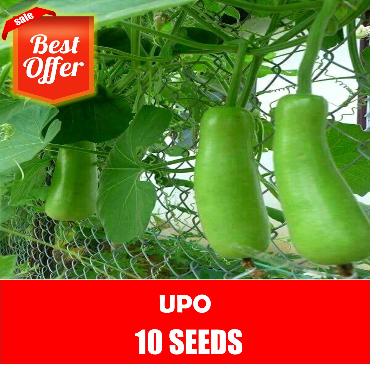 Upo Seeds - Vegetable Seeds | Lazada PH