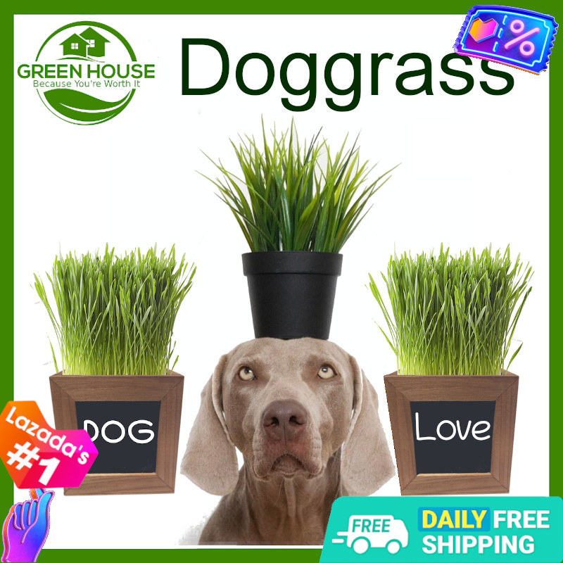 [Green House] DOG GRASS Seeds Mix of Wheat, Barley and Oats for