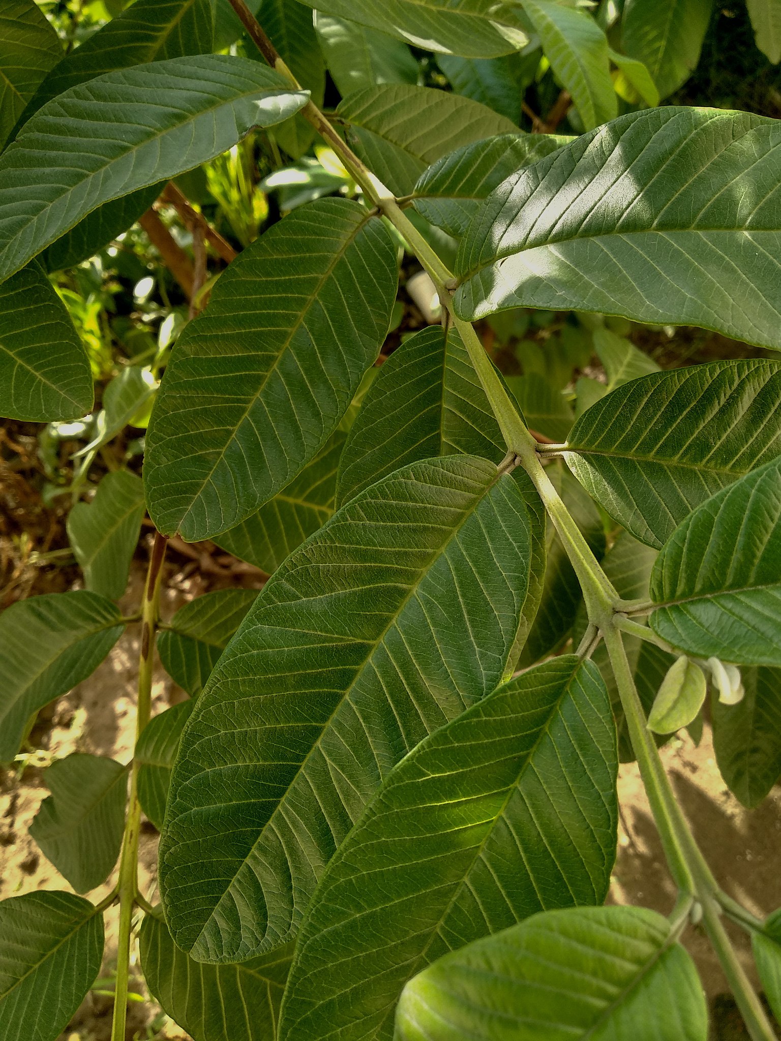 Organic Guava Leaves Dahon Ng Bayabas 50pcs Freshly Picked Lazada Ph