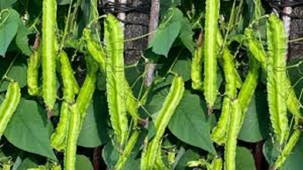 cooking with plants Cooking Garden Course  Learn to Grow & Cook with Fresh Organic Greens   Planted Places