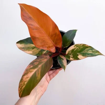 philodendron prince of orange vagirated from Thailand seeds only