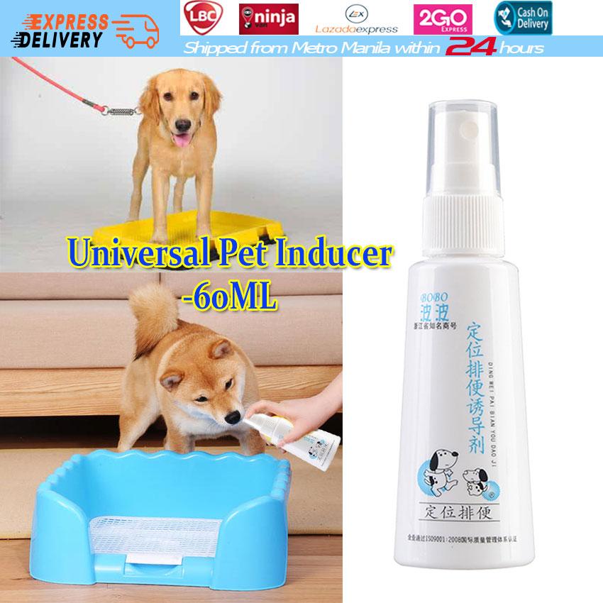 canine express shipping box