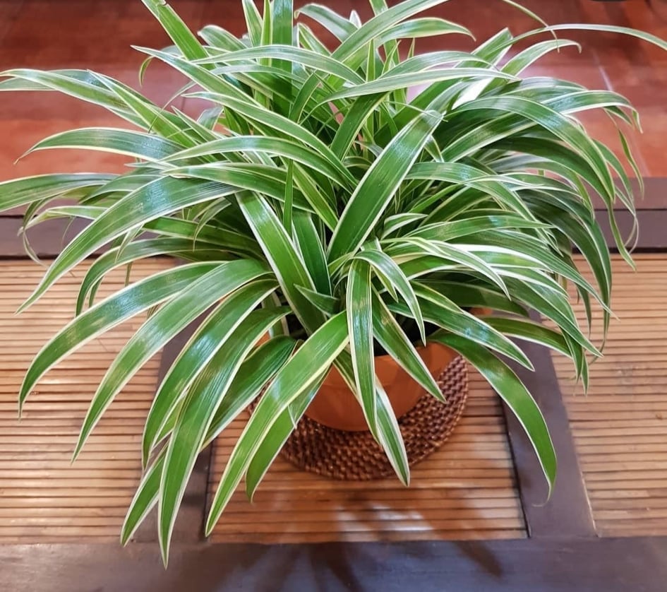 Lourdes Plant With Free White Plastic Pot, Pebbles And Garden Soil 