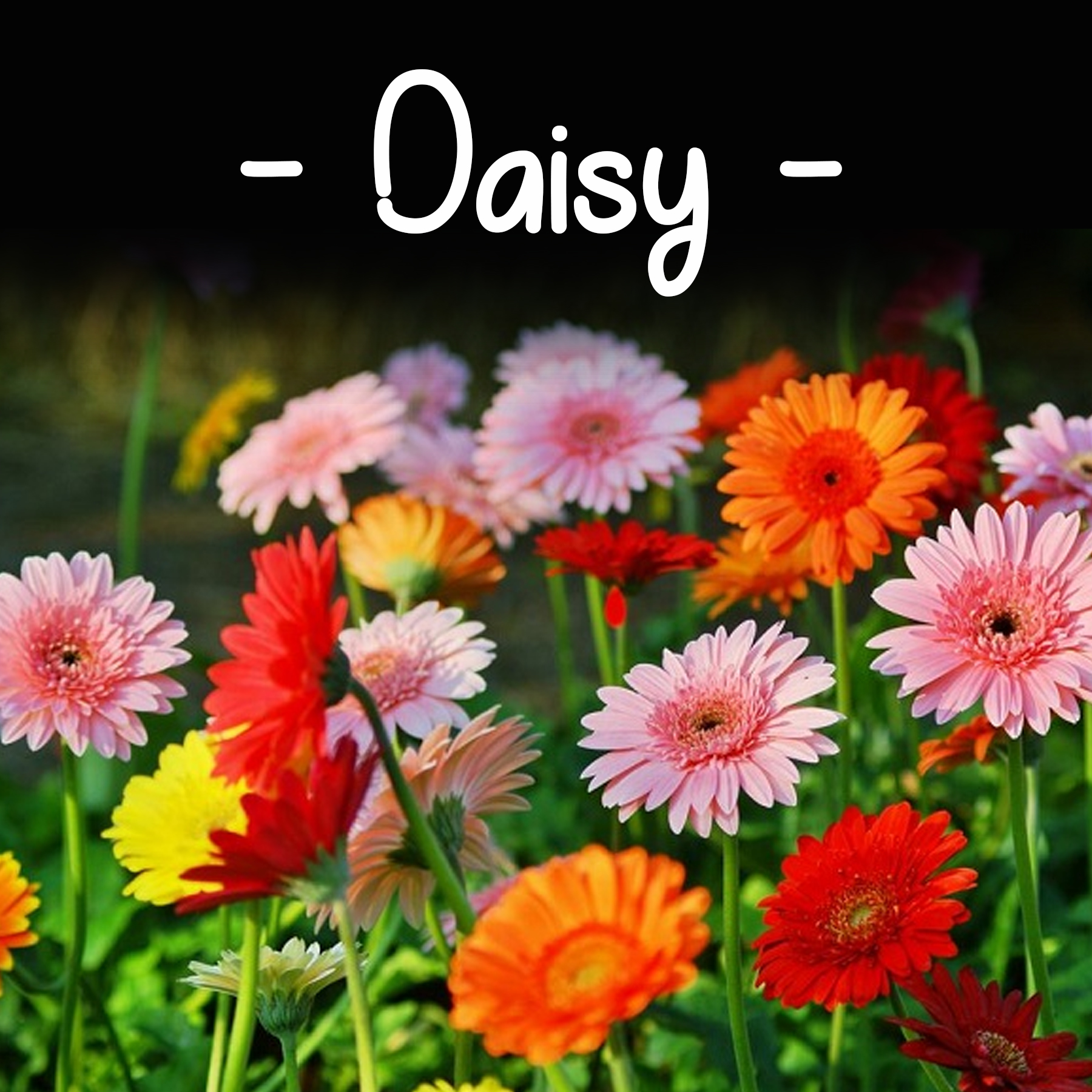 Daisy Flower 100 Seeds Buy Sell Online Plant Seeds And Bulbs With Cheap Price Lazada Ph