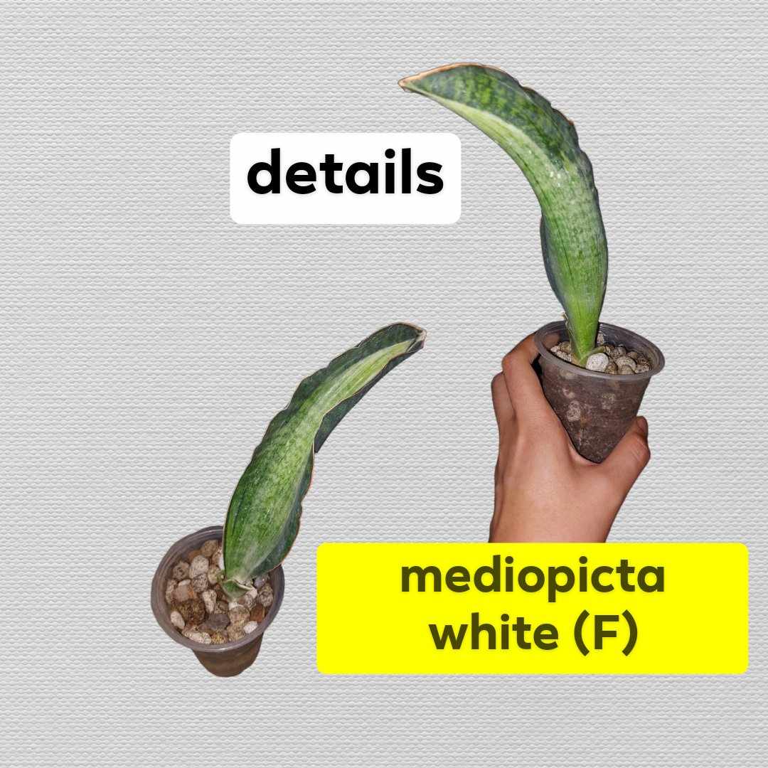 sansevieria trifasciata kaufen Sansevieria trifasciata 'Black Coral' main image 1