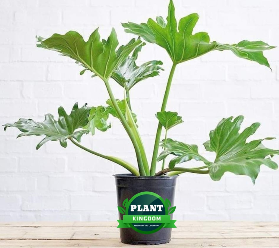 Philodendron Selloum Or Sahod Yaman " Lucky Plant " (Live plants) with