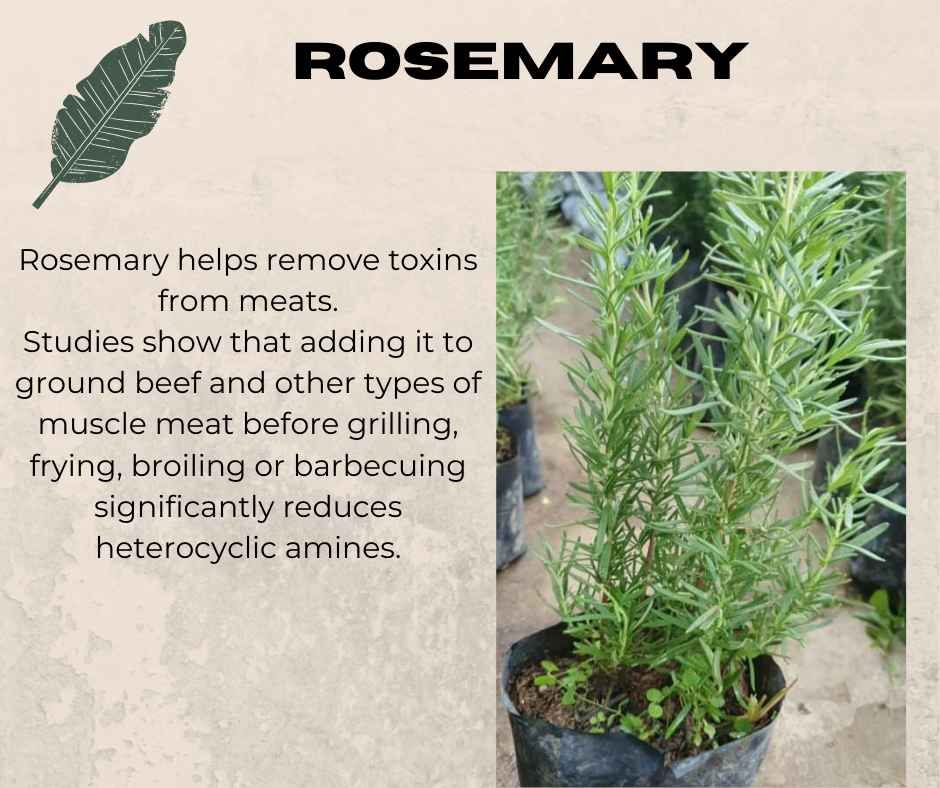 Rosemary Plant ( LUZON ONLY) "Herb" ( Real Plant , Plants for sale and