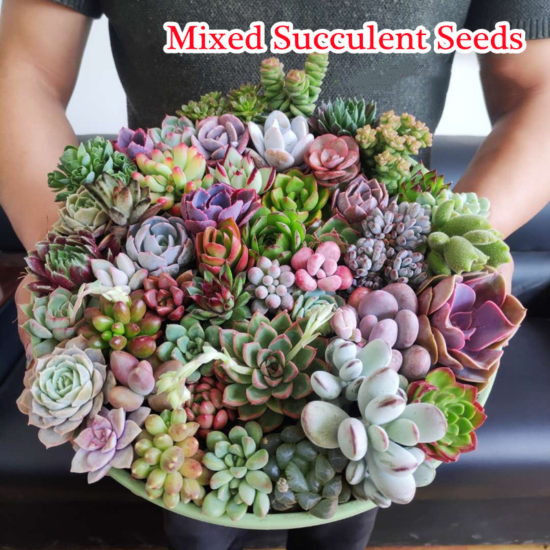300Pcs/Bag Bonsai Seeds Mix Lithops Rare Succulent Flower Pseudotruncatella 