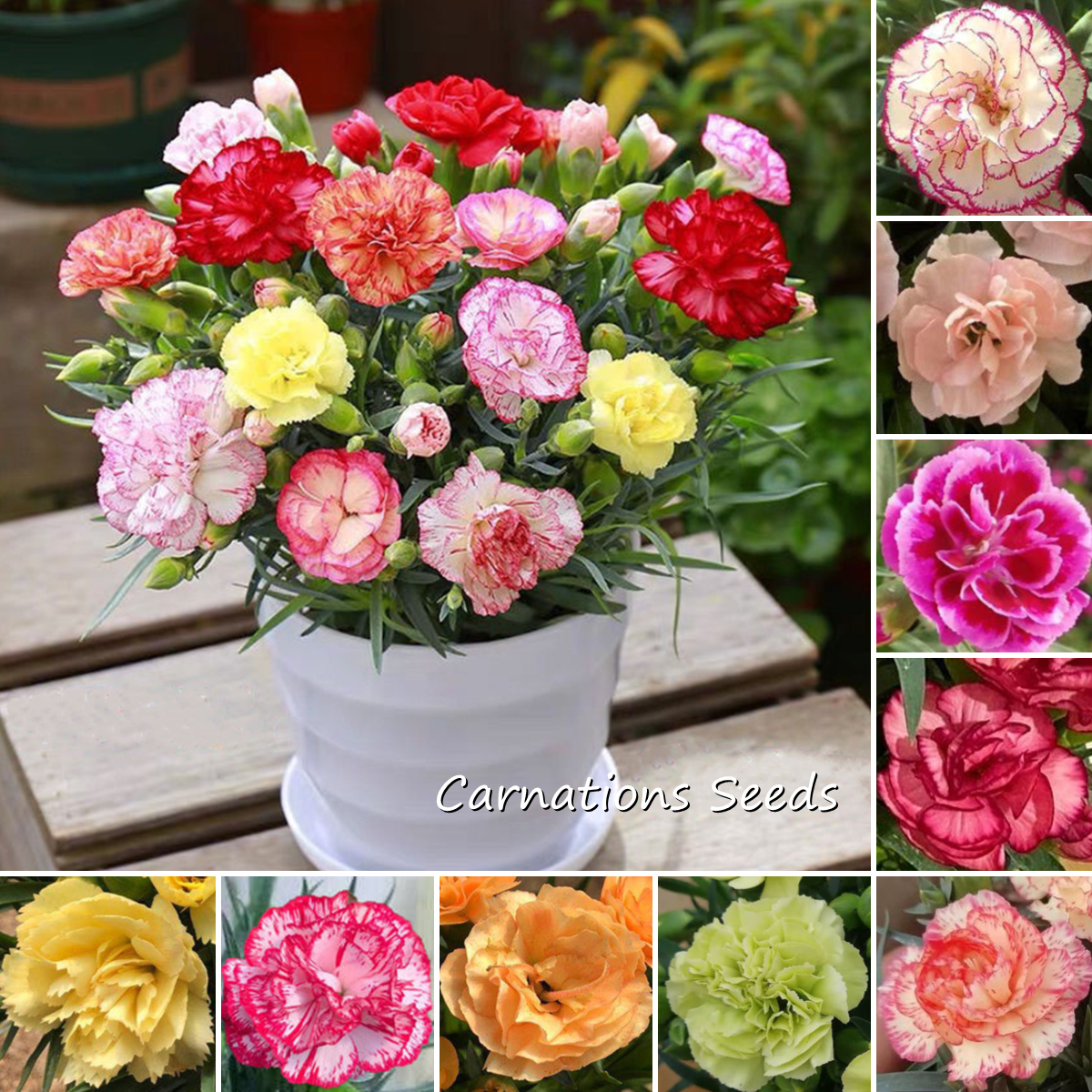 [Fast Germination] Carnations Seeds (200 Seeds Per Pack) Colorful