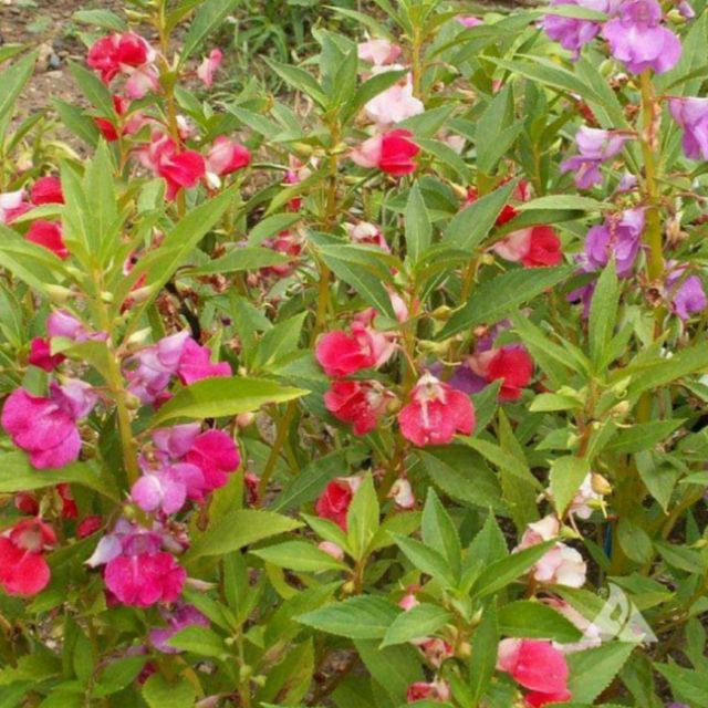 Balsam impatiens (Balsamine) flower seeds kamantigue(apprx 50 seeds ...