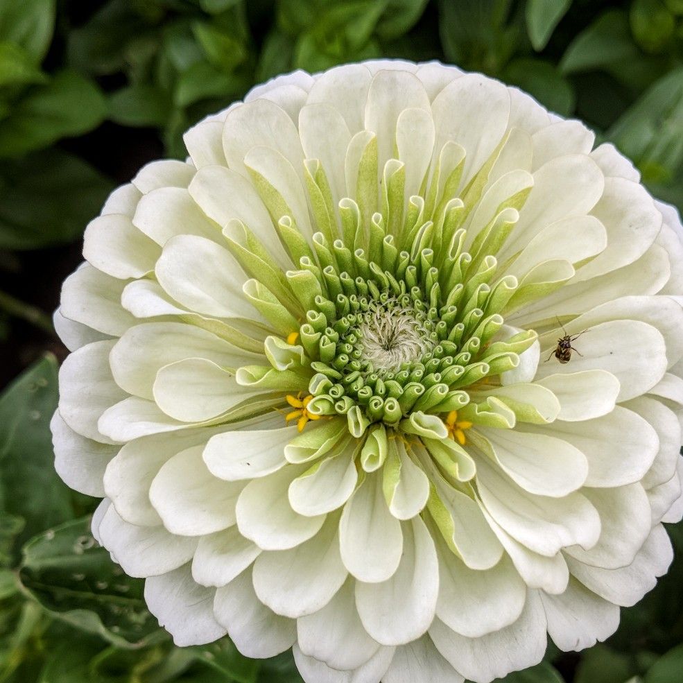 White Zinnia Flower Seeds ( 200 seeds ) Basic Farm House Lazada PH