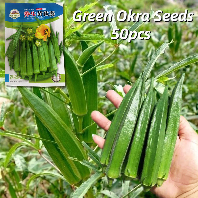 [100 Original Seed] High Yield Okra Vegetable Seeds for Sale Smooth