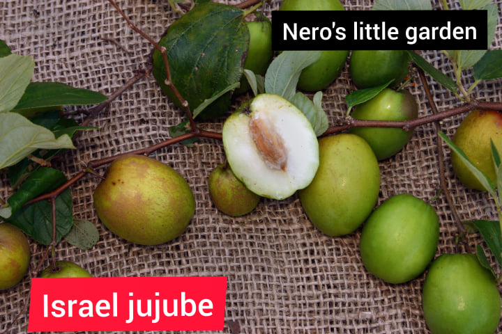 Jujube Plant Shop Jujube Plant With Great Discounts And Prices Online Lazada Philippines