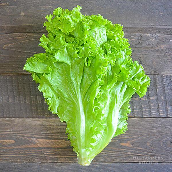 green ice sweet lettuce leafy greens salad vegetable plant seeds
