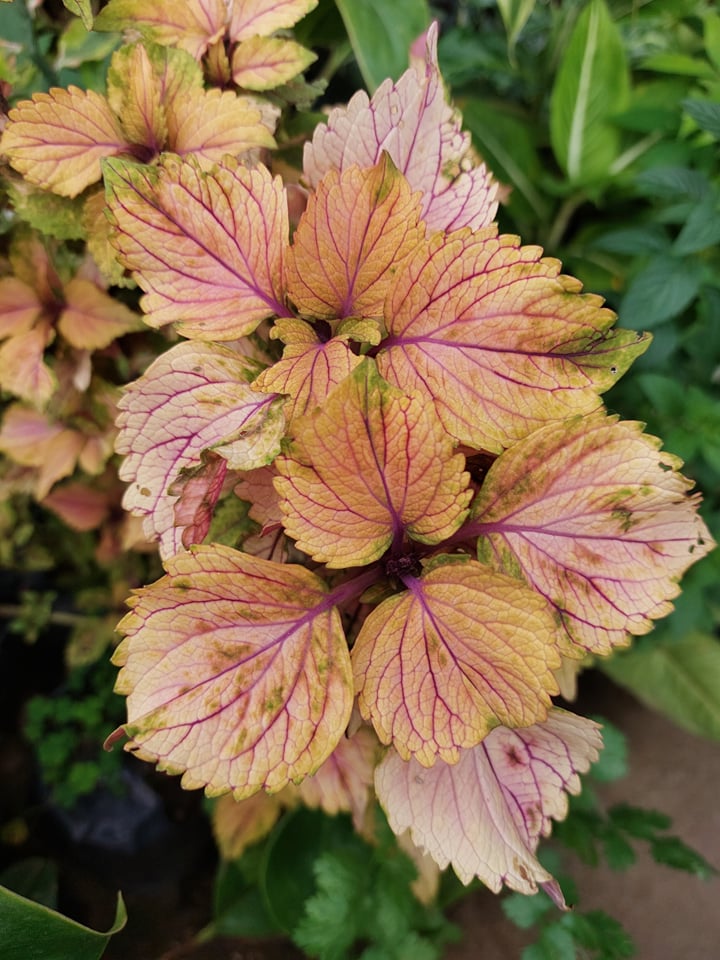 Mayana Coleus Copper Fan Leaf (Super Rare Mayana) with FREE plastic pot