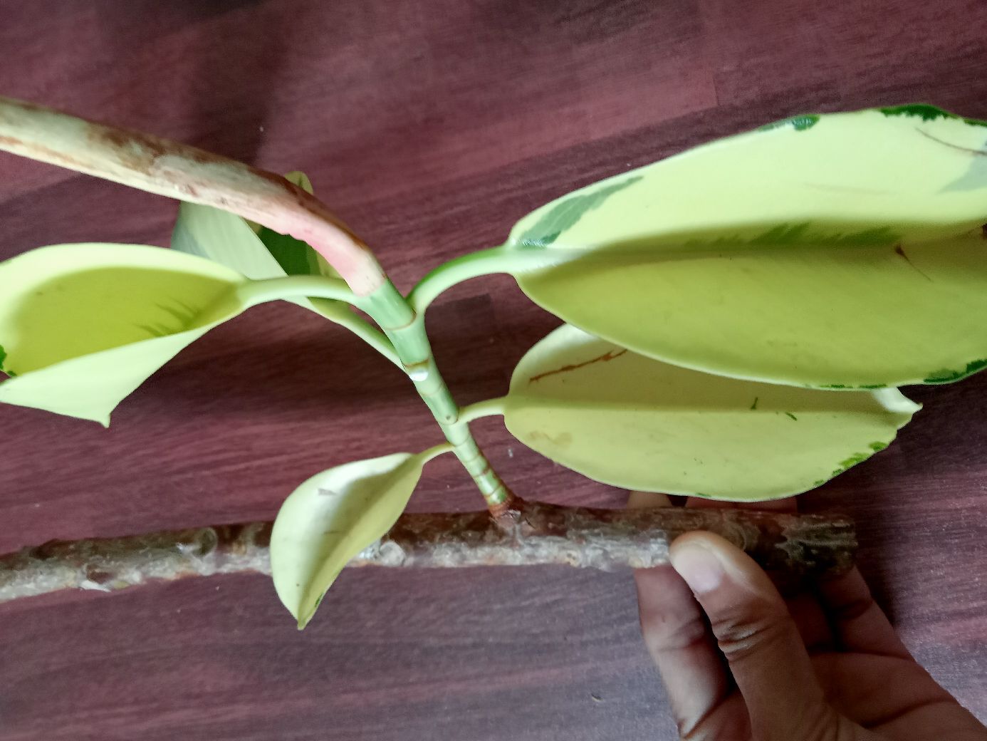 tineke rubber plant stem cuttings fresh cut mature Lazada PH