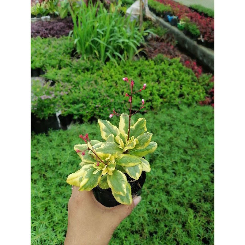RED KUTSARITA Plants (outdoor)(It's a seed, not a plant!) Lazada PH
