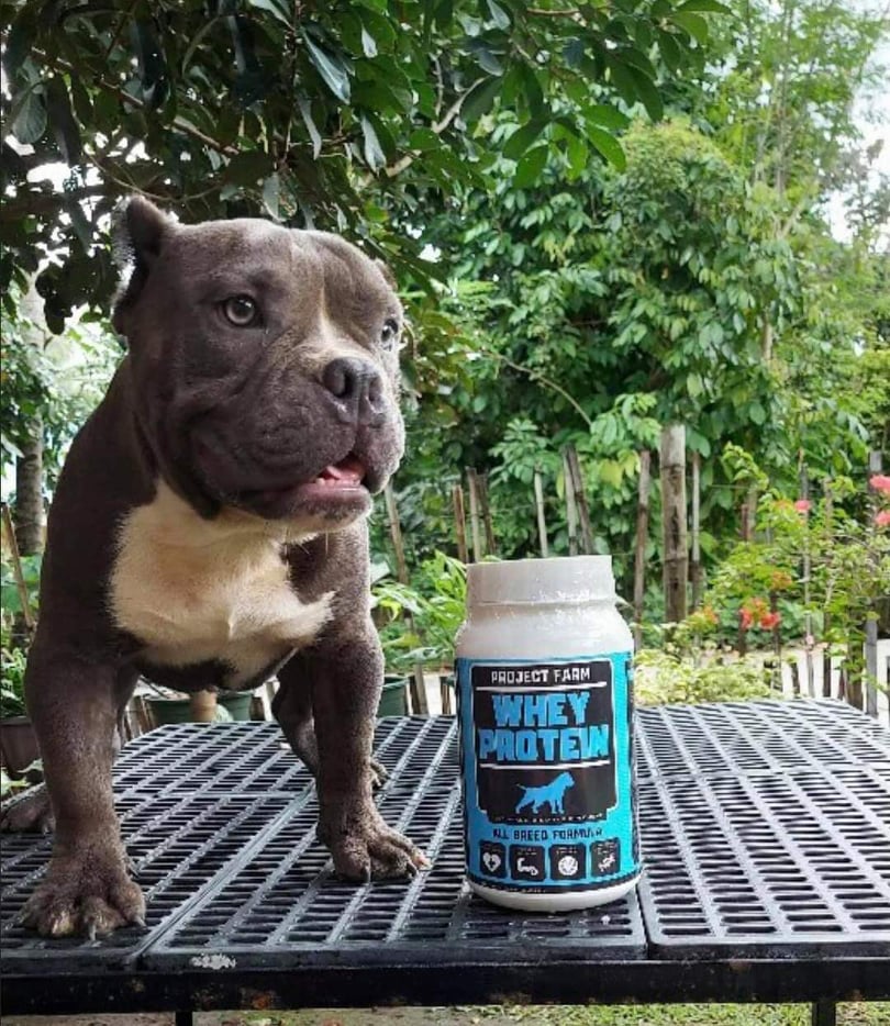 WHEY PROTEIN FOR DOGS 1KG PROJECT FARM WHEY PROTEIN Lazada PH