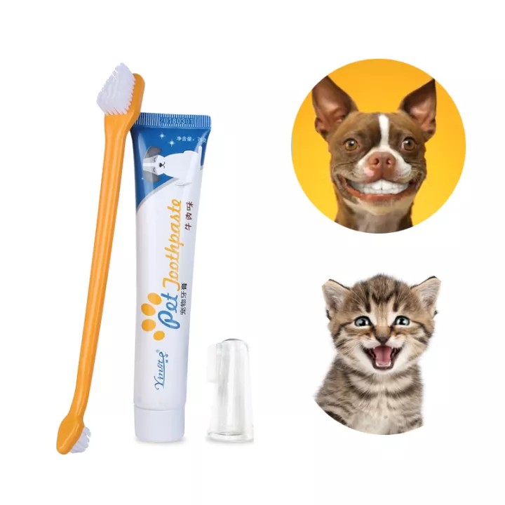 cat toothpaste and brush