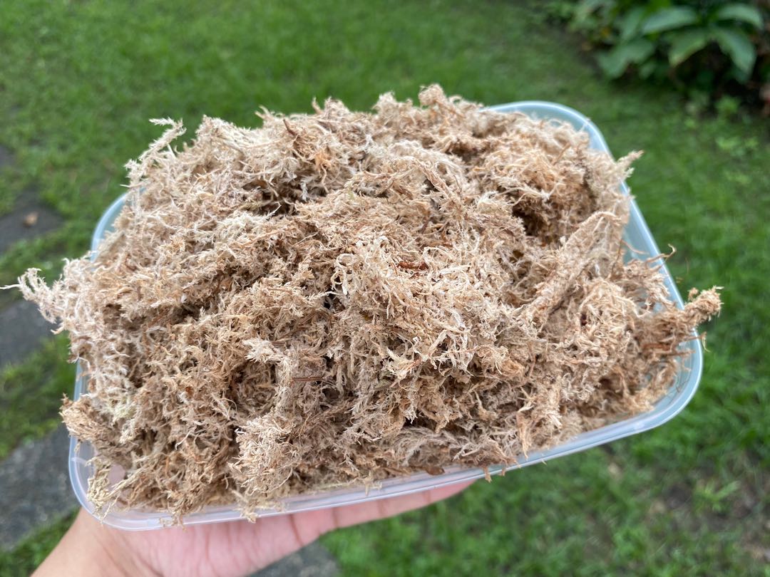 HighGrade Sphagnum Moss Packaging 150g Lazada PH