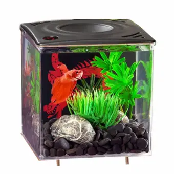 lazada betta fish