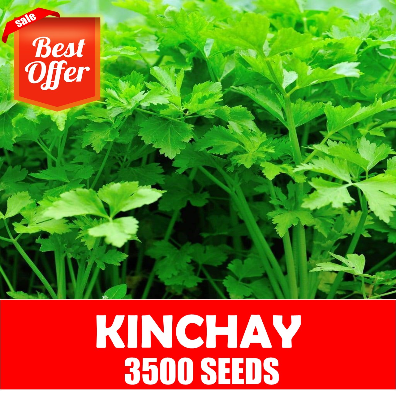 Kinchay - Herbs Seeds | Lazada PH