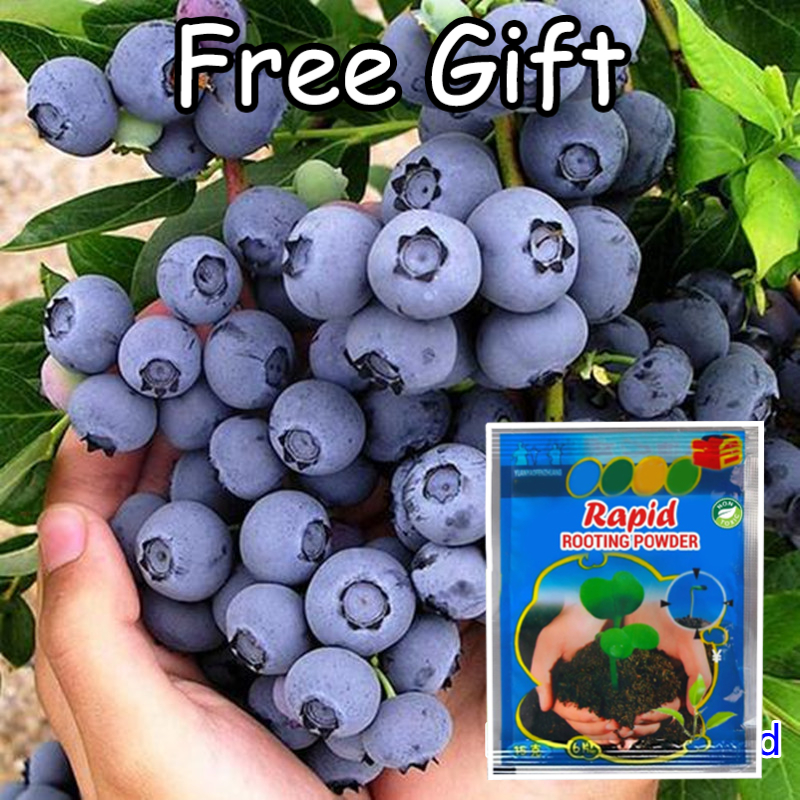 Blueberry Seed（30 Pcs）Nutritious Delicious Bonsai Tree Seeds for