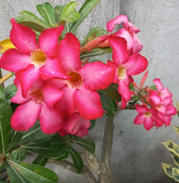 Scientific Name Of Kalachuchi Flower | Best Flower Site