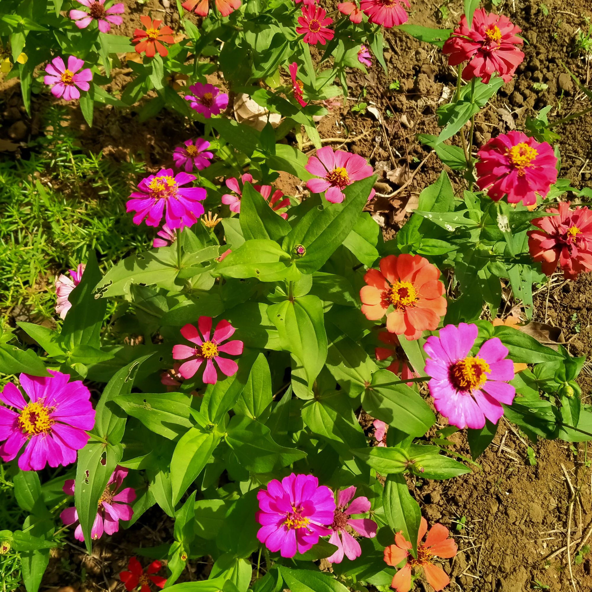 Assorted colors of Zenia Seeds buy one take one Lazada PH