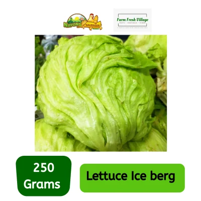 FARM FRESH VILLAGE Fresh Lettuce Iceberg