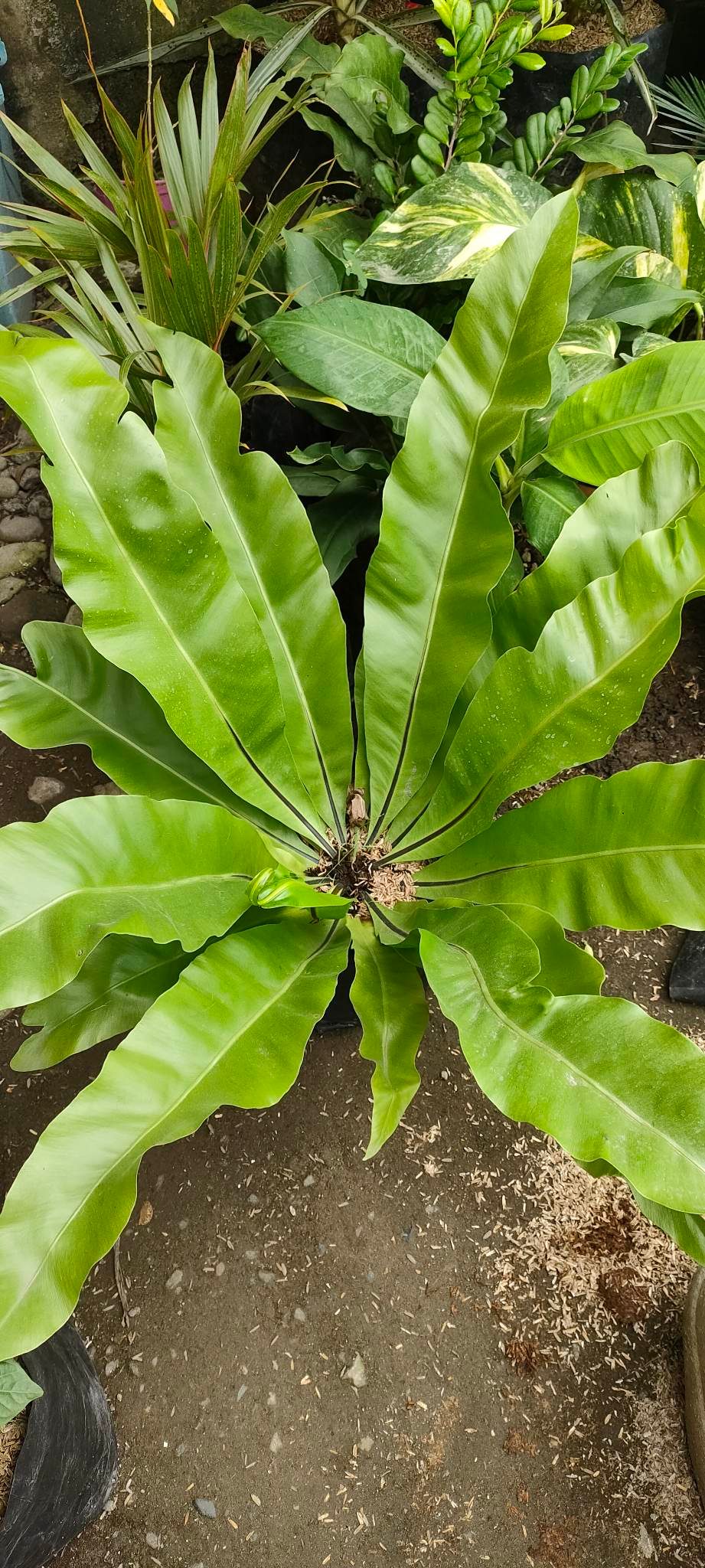 DAPO BIRD NEST OR FERN PLANTS PUGAD IBON - OUTDOOR PLANT - REAL OR LIVE ...