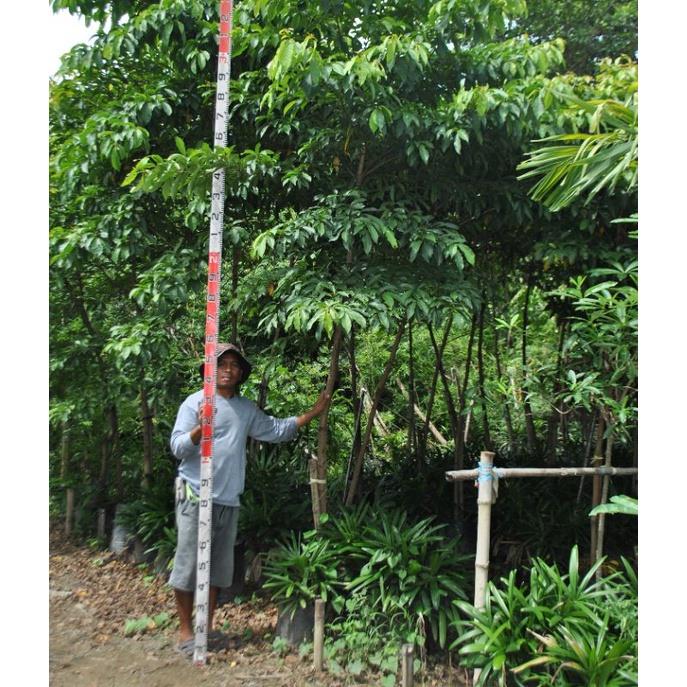 Kalumpit Tree Seedlings | Lazada PH