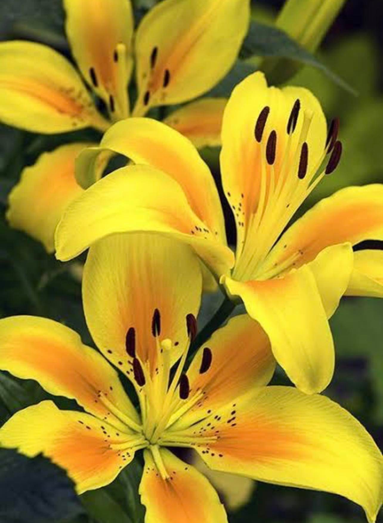 Yellow Lilium Flower Seeds Home tropical Lily Seed Lazada PH
