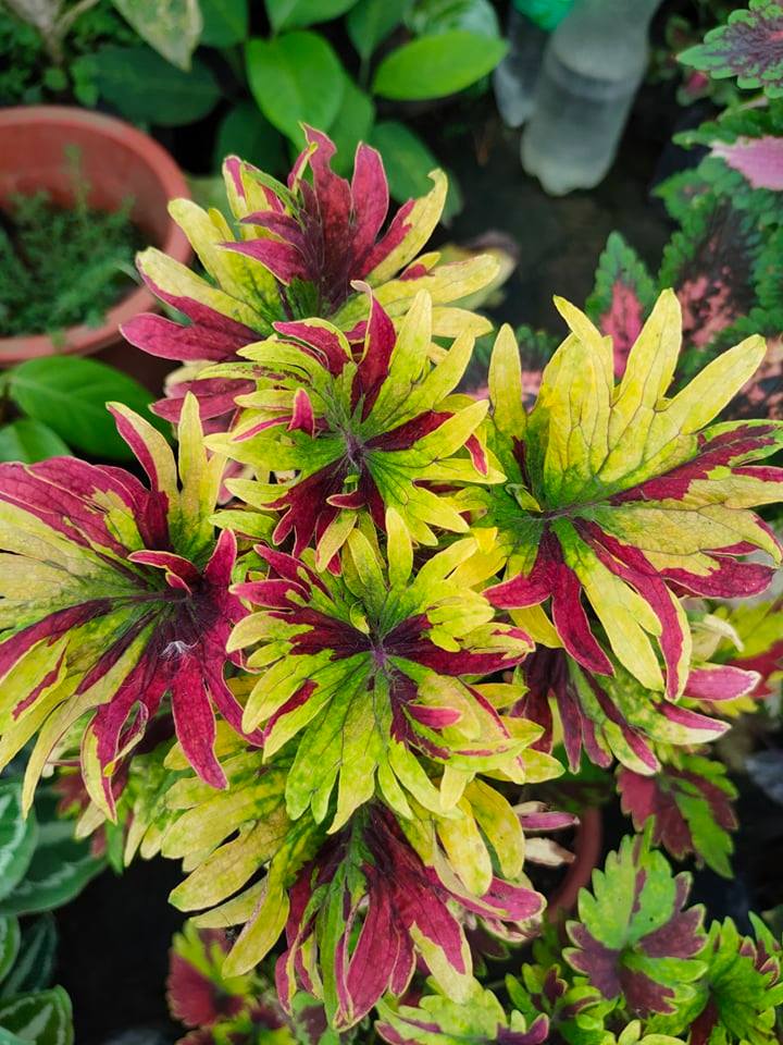 Mayana Coleus Tricolor Twirl (Rare Mayana) with FREE white plastic pot