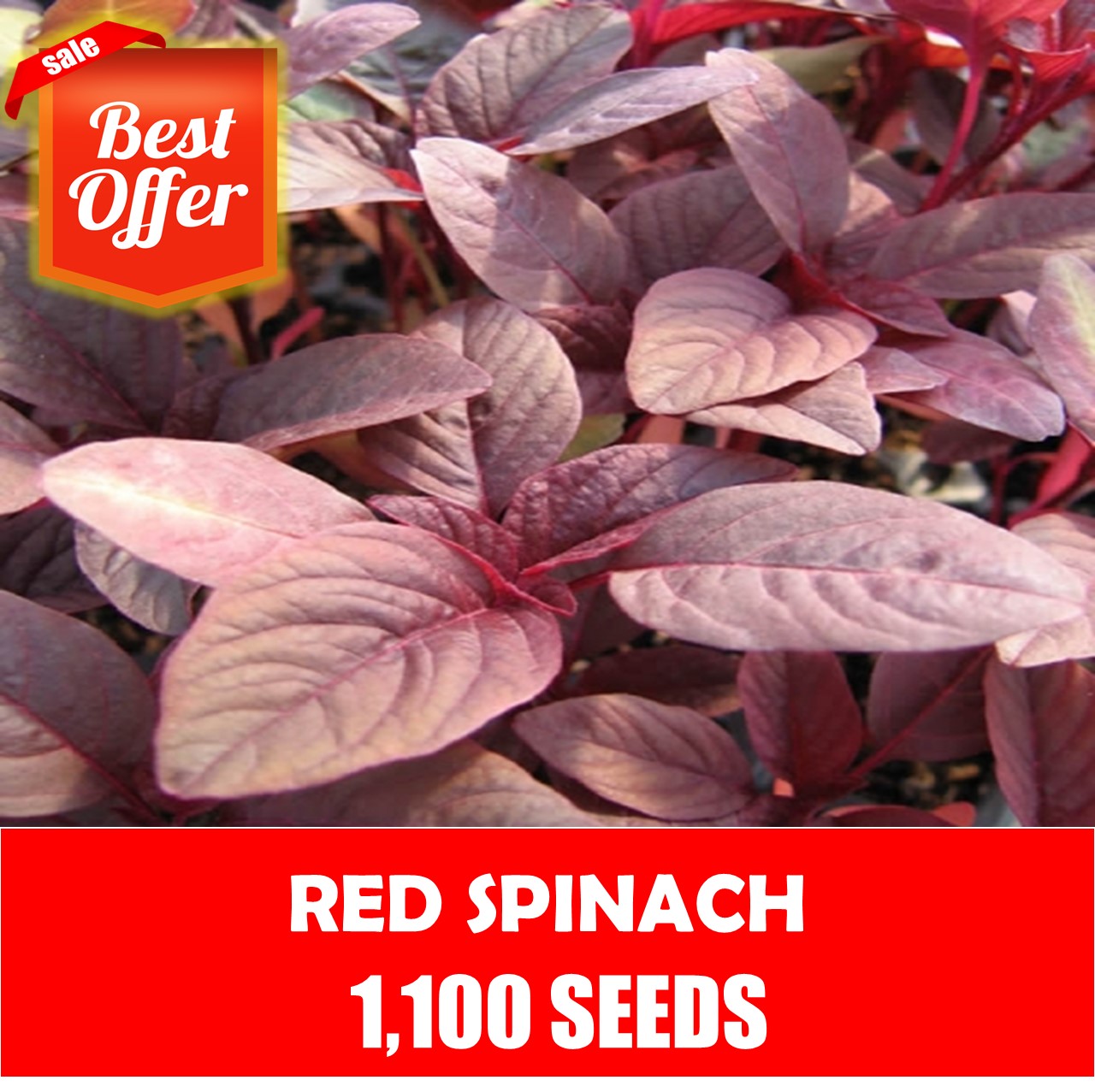 Red Spinach Seeds Vegetable Seeds Lazada PH