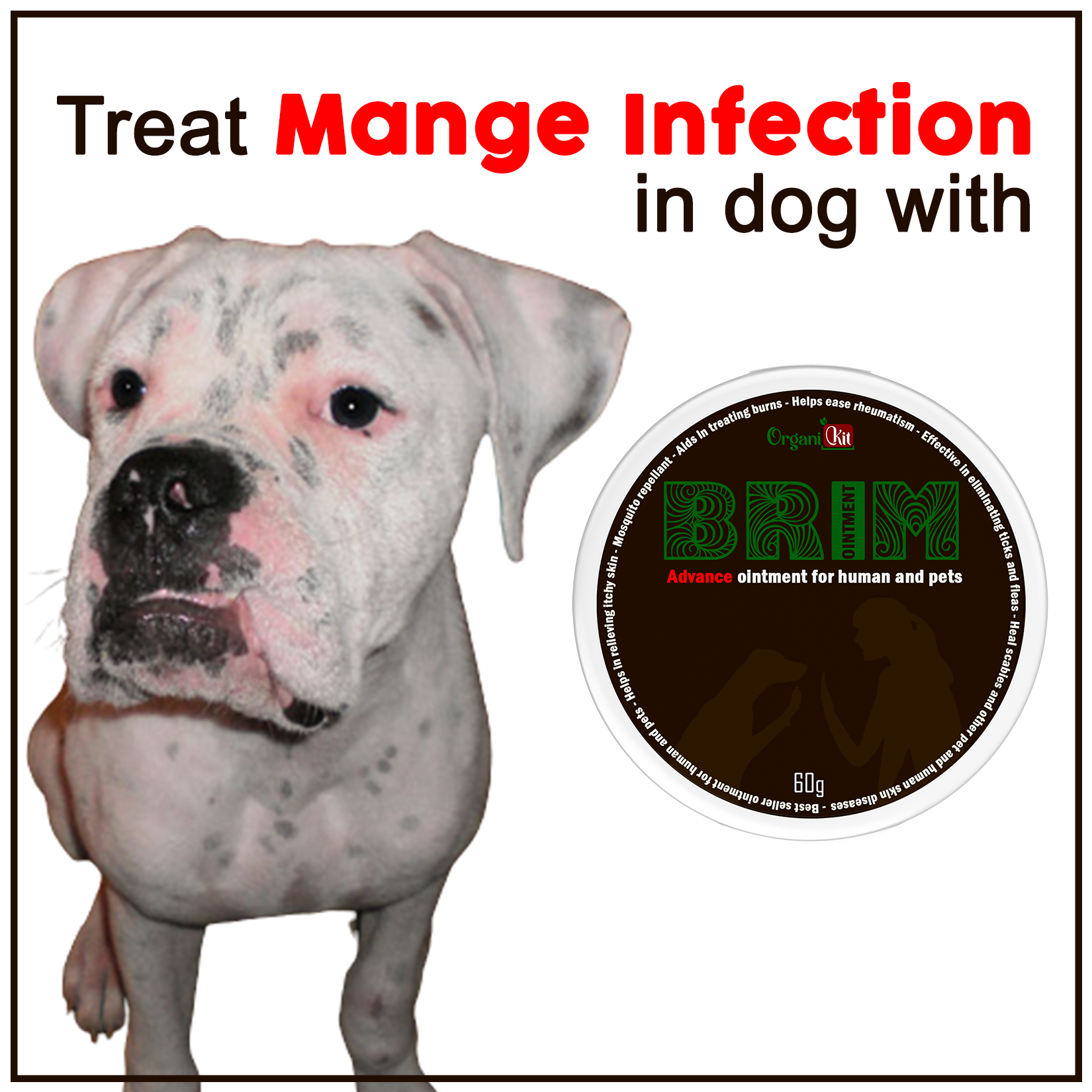 Can You Give Dogs Penicillin For Humans