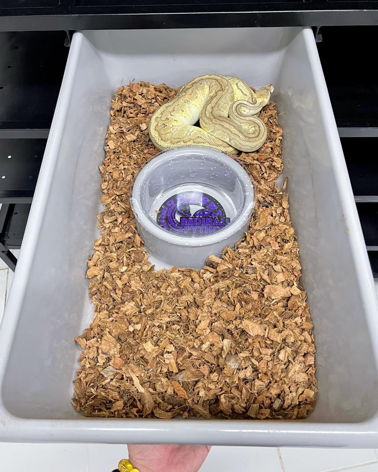 A closer look at Snake Feeding Tubs