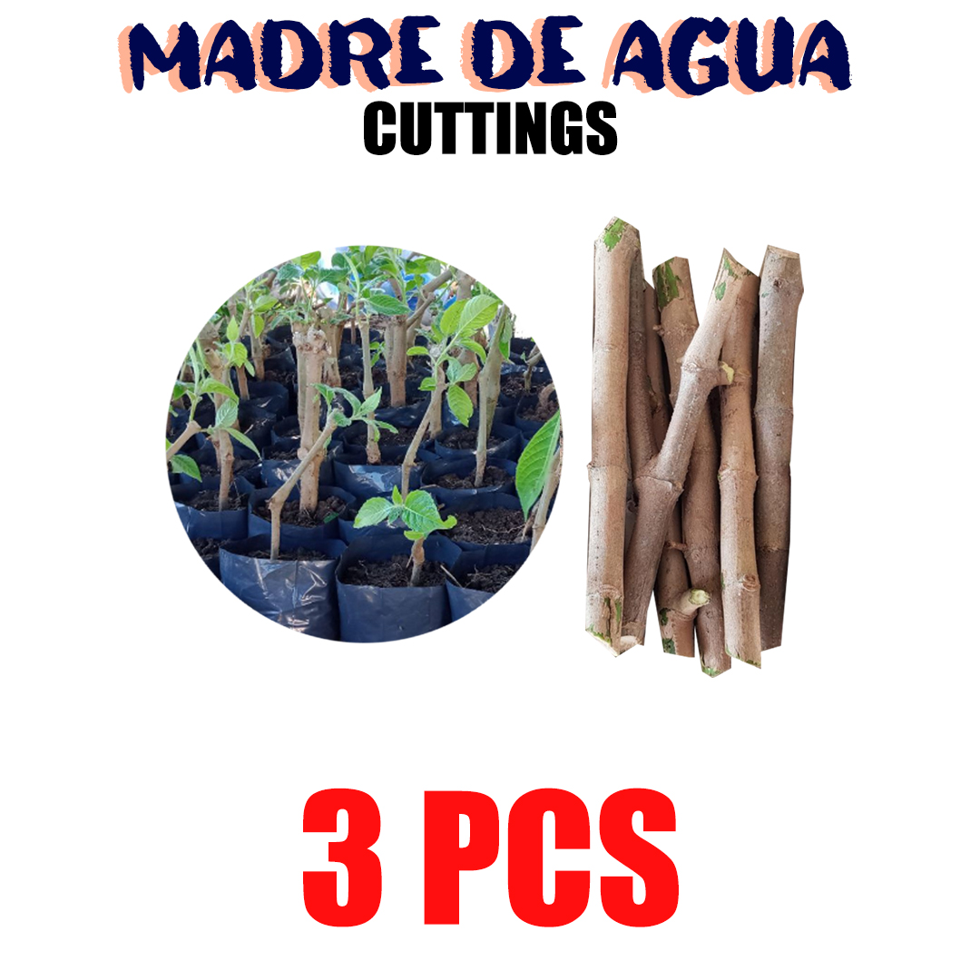 CAECOM MADRE DE AGUA CUTTINGS ROOTED PLANT FLOWER STEM WATER HORMONE