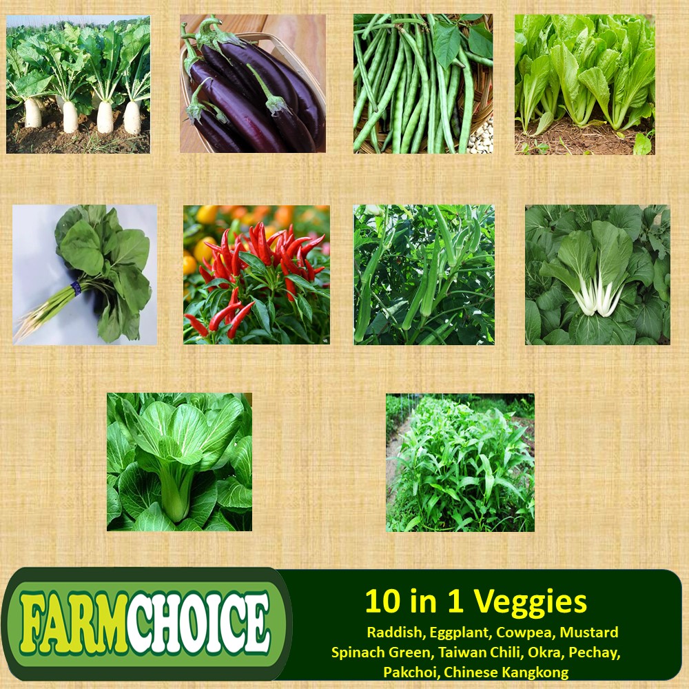 10 in 1 Pack ASSORTED VEGETABLE SEEDS (Romaine Lettuce, Eggplant