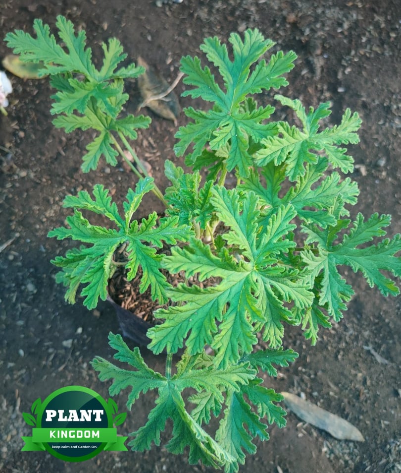 Citronella Malvarosa ( Anti Mosquito Plant ) LUZON ONLY ( Live plants