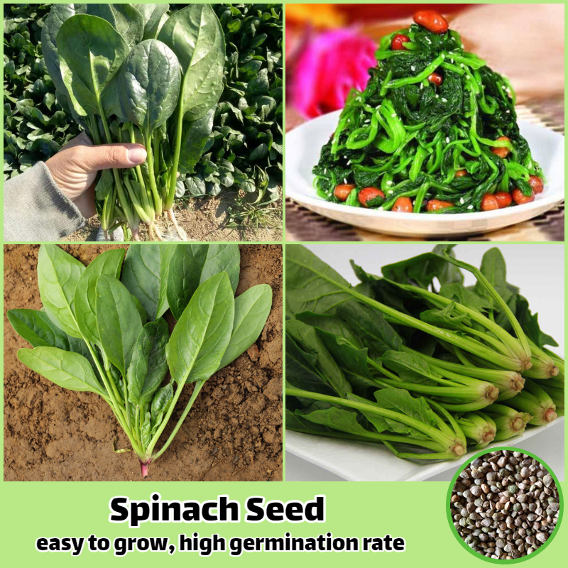 [High Germination] Spinach Seed High Yield Organic Vegetable Seeds for