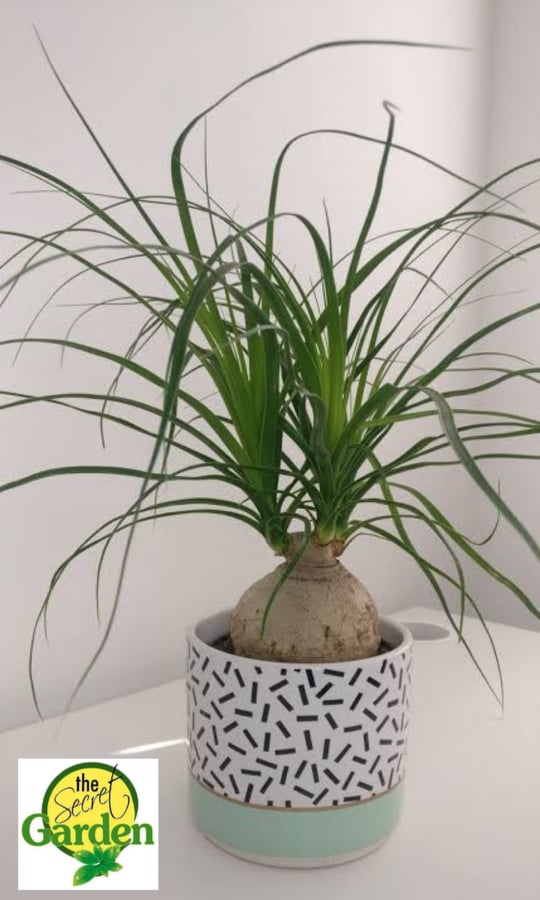 Ponytail Palm Bonsai (Big Size) with FREE plastic pot, pebbles and