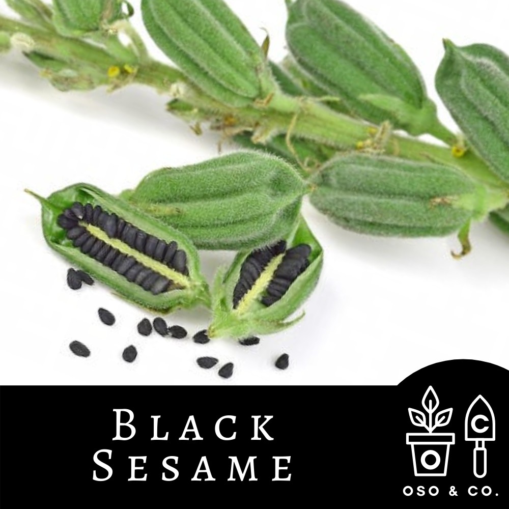 50 Seeds (buy 2 get 1 free) Black Sesame Sesamum Indicum Oso Co