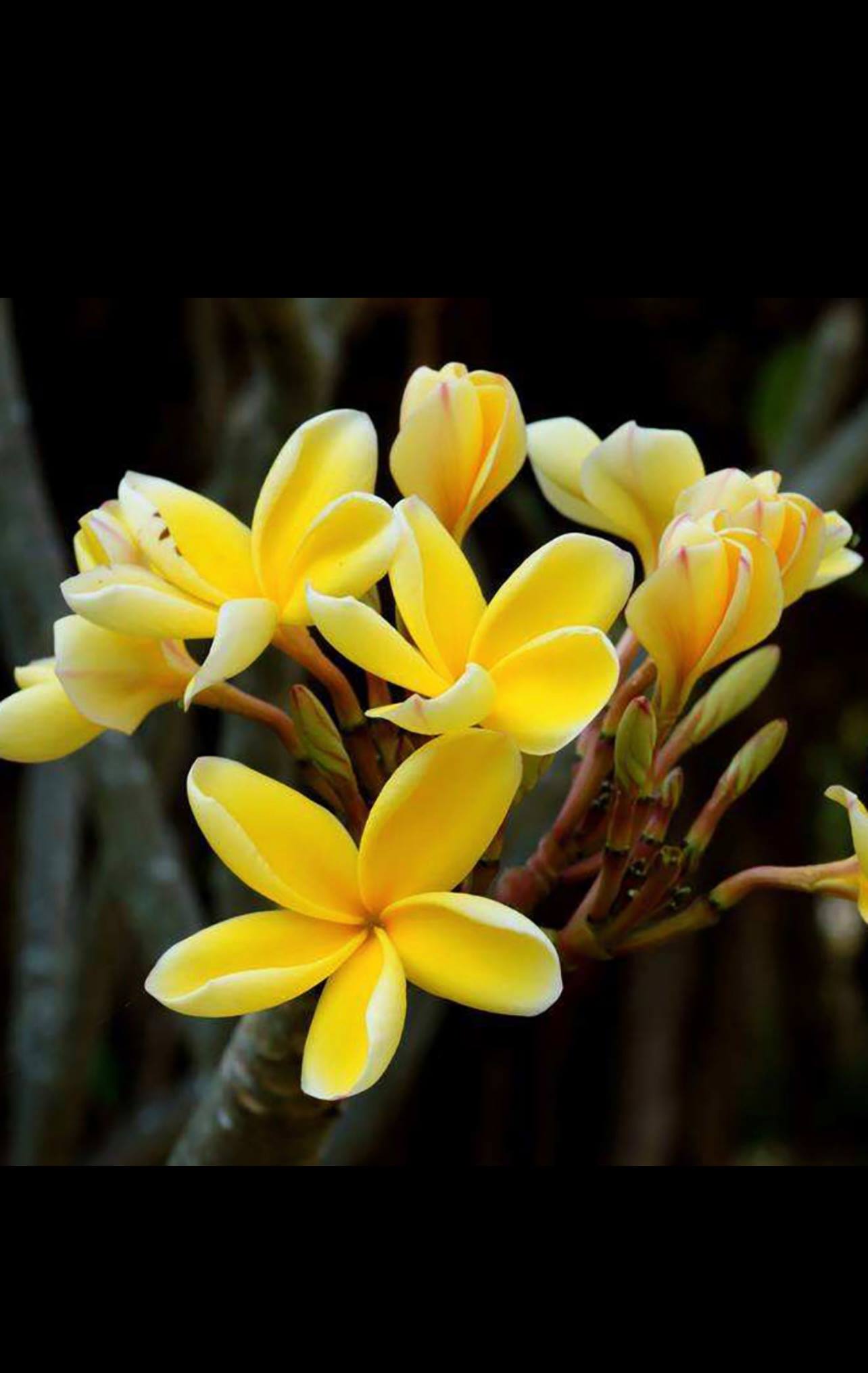 Plumeria flower Seeds Tropical Flowers Lazada PH