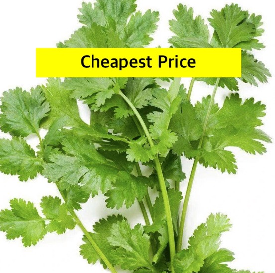 Coriander / Cilantro / Wansoy 3grams 200230pcs seeds Herbs Seeds
