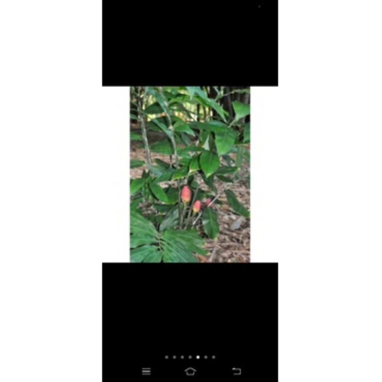 Beehive ginger plant (shampoo ginger)rhizomes whole plant or extract