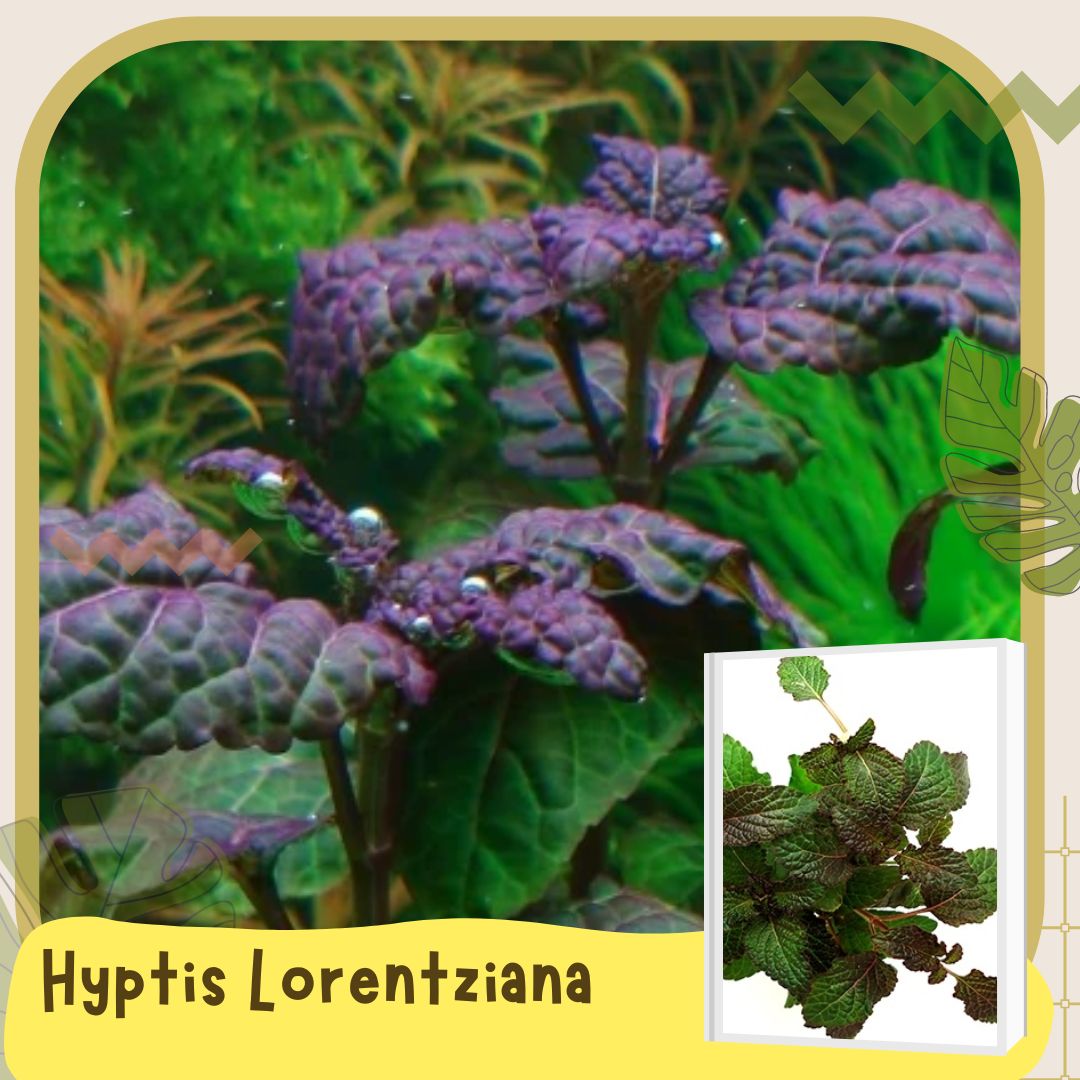 RARE AQUATIC PLANTS sold per 5 stems [Staurogyne, AR, Limnophila, etc