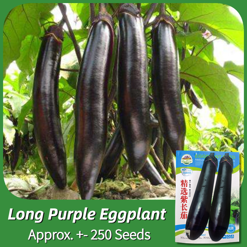 100 Original High Yield Long Purple Eggplant Vegetable Seeds (250 Seed