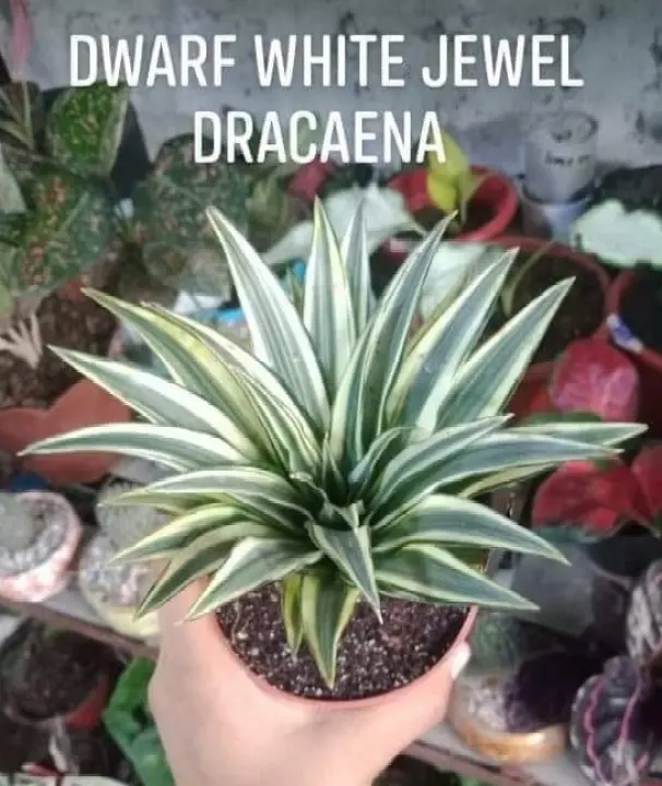 Drarf White Jewel Dracaena Live Plant Lazada Ph