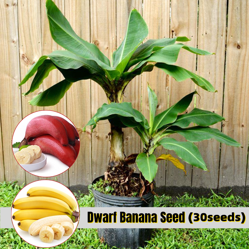 200+ Dwarf Banana Seeds for Planting - Fresh Fruit Non-GMO Heirloom Organic  Seeds - Yahoo Shopping